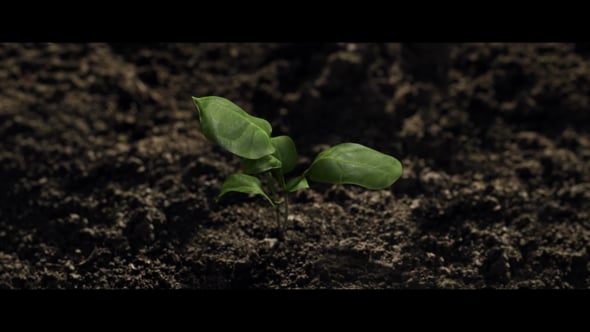 BARBASTATHIS CORPORATE KANEI KALO 72sec — film still