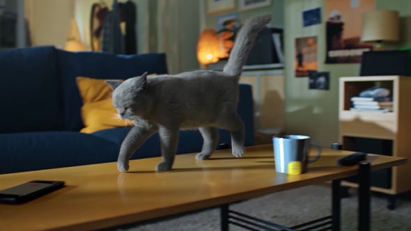 Animals Reel 2022 — film still