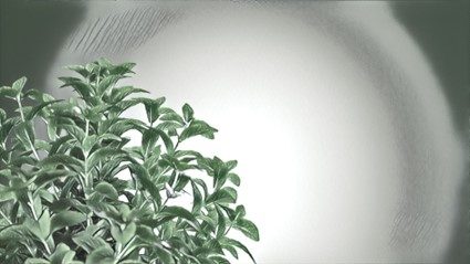 Souroti Mint — Storyboard, 1 of 7