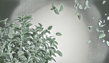 Souroti Mint — Storyboard, 2 of 7