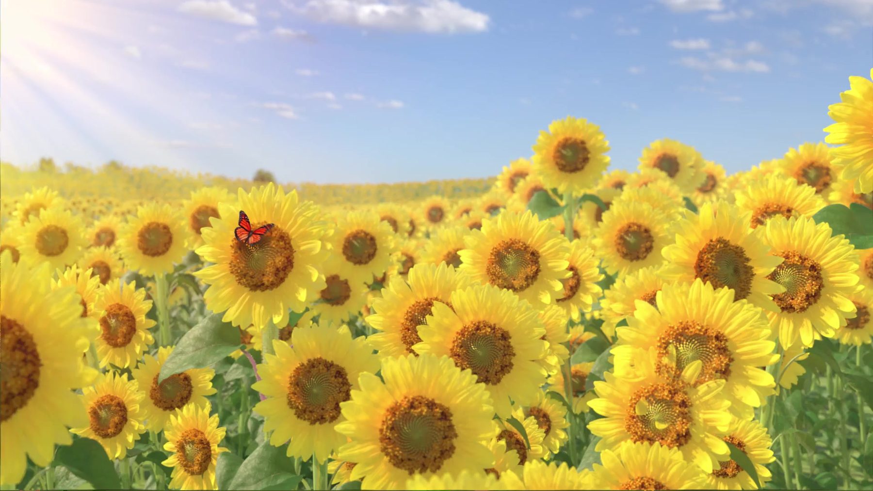 DEH Sunflowers — Stills, 1 of 7