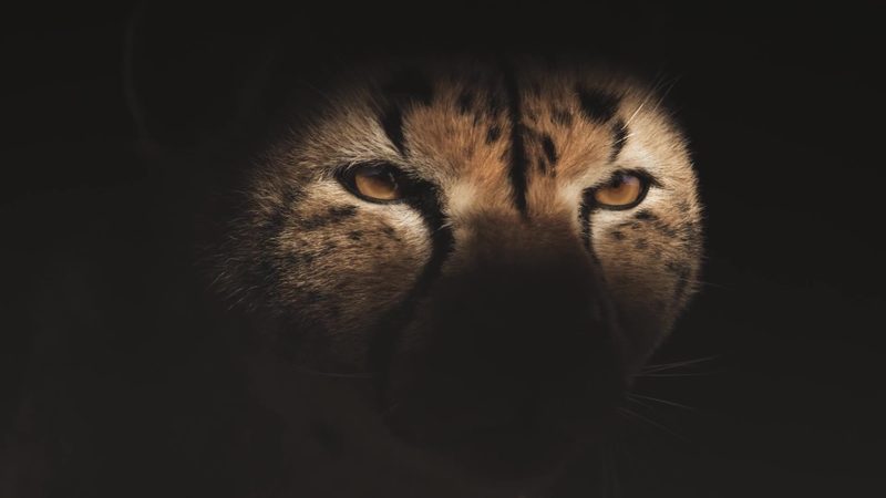 Castrol "Cheetah race" — Stills, 2 of 5