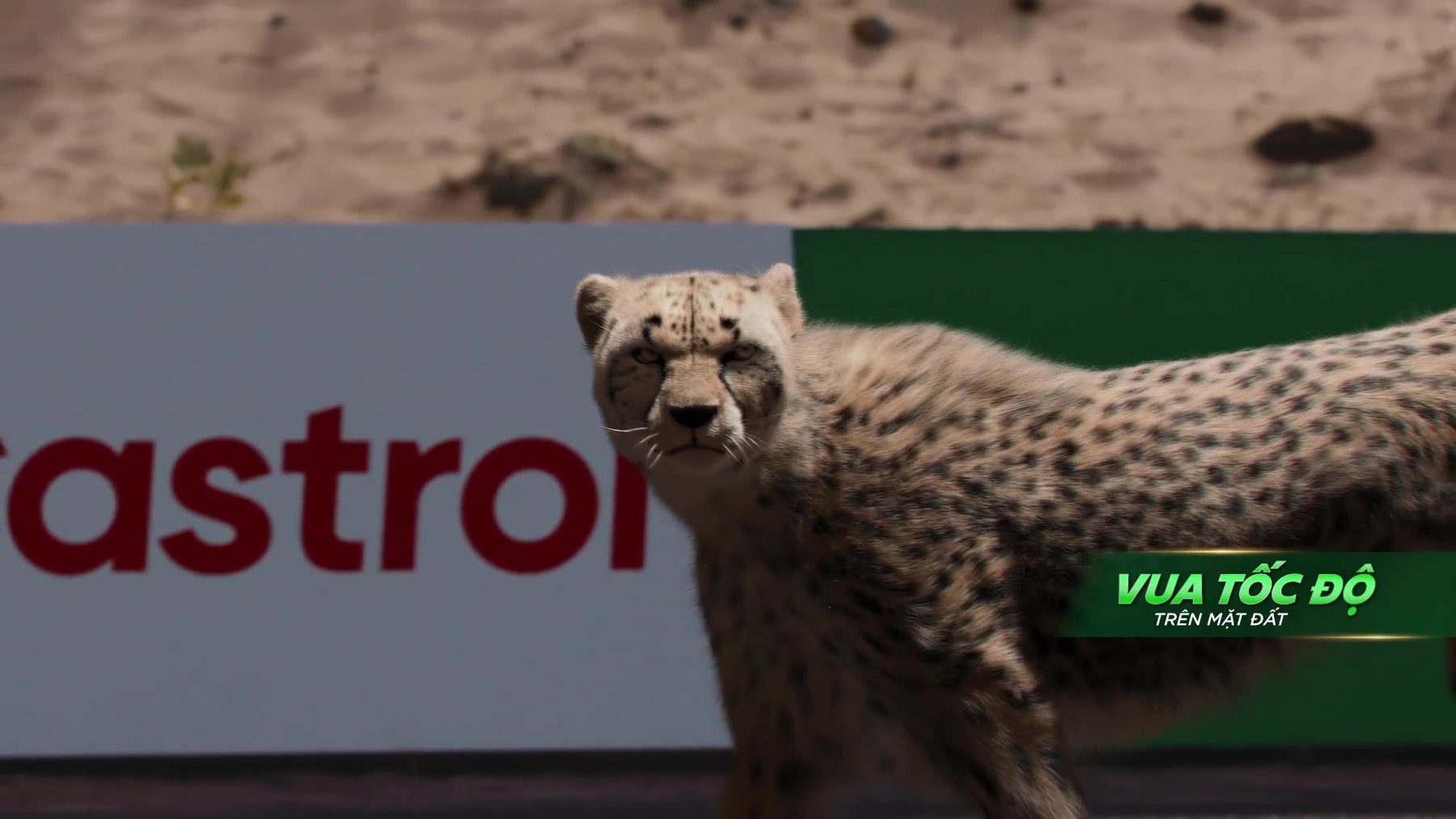 Castrol "Cheetah race" — Stills, 4 of 5