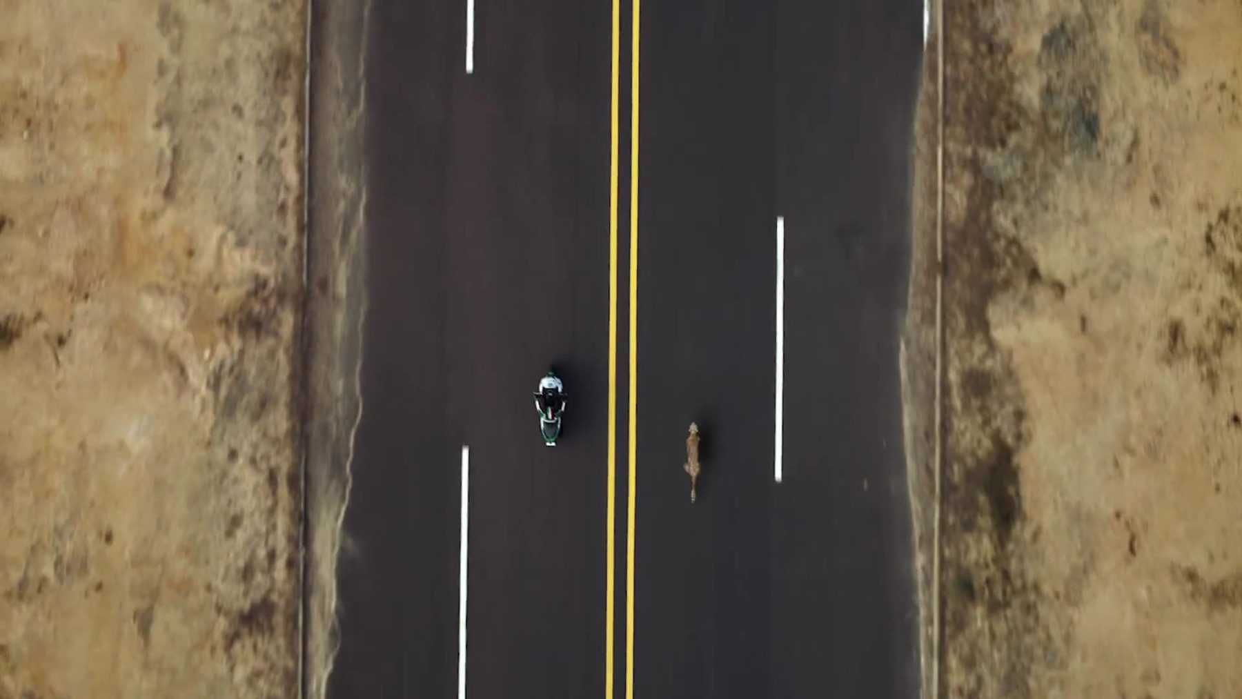 Castrol "Cheetah race" — Stills, 5 of 5